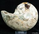 Inch, Scarce Desmoceras Ammonite #2392-1